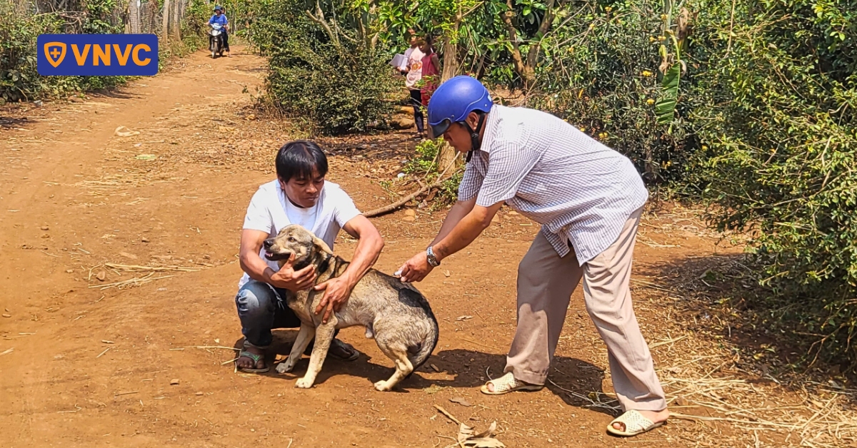 Người đàn ông tử vong do phát bệnh dại sau 1 năm bị chó con cắn
