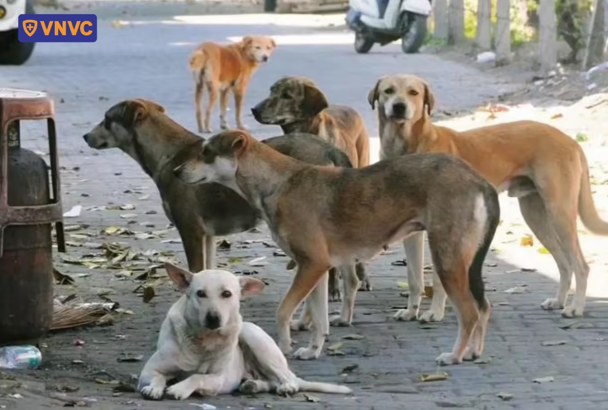 đàn chó bị dại