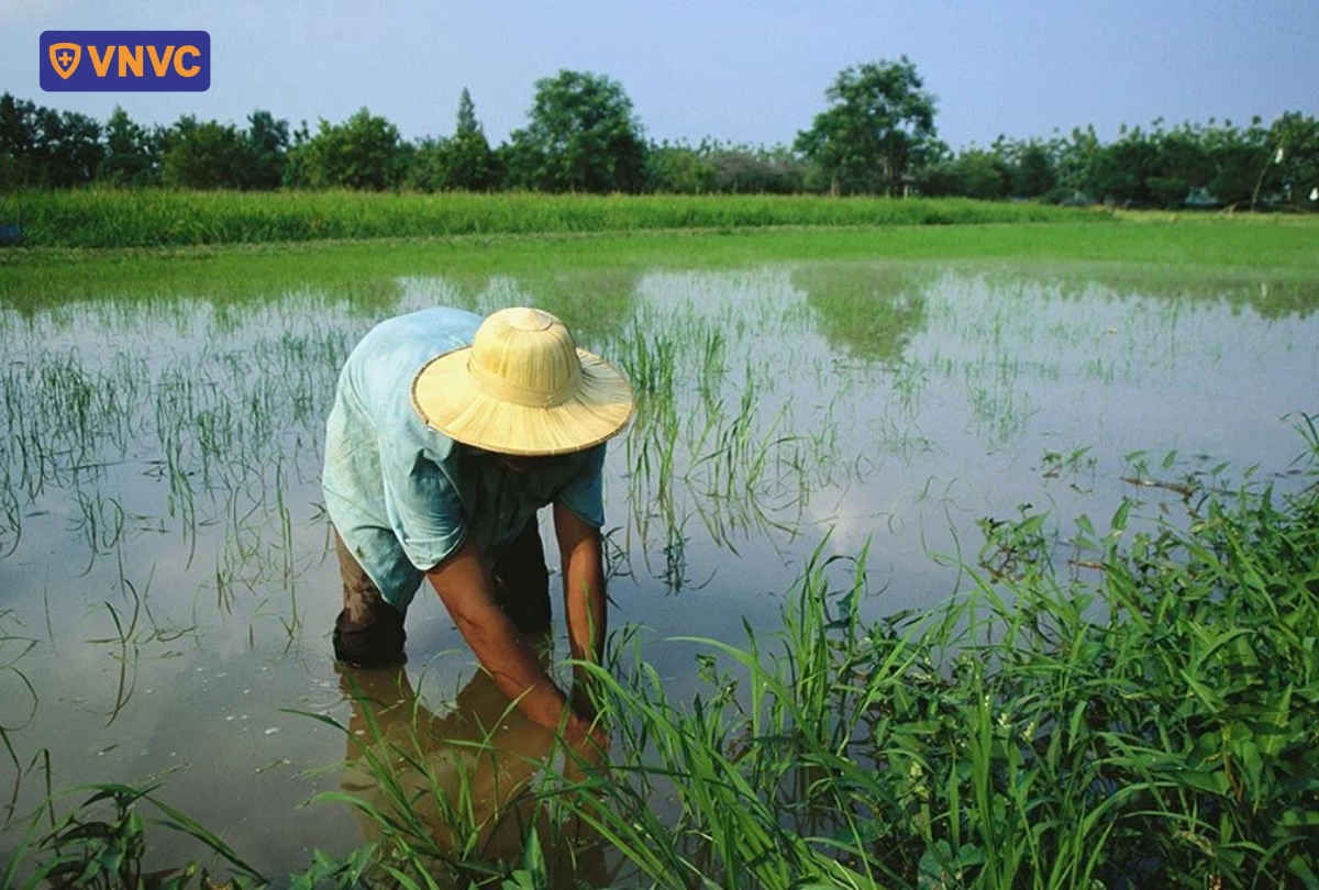 người thường tiếp xúc với bùn đất