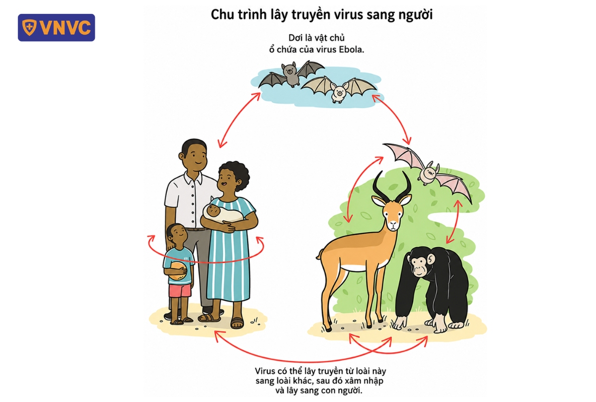 chủng virus zaire lây truyền từ vật chủ