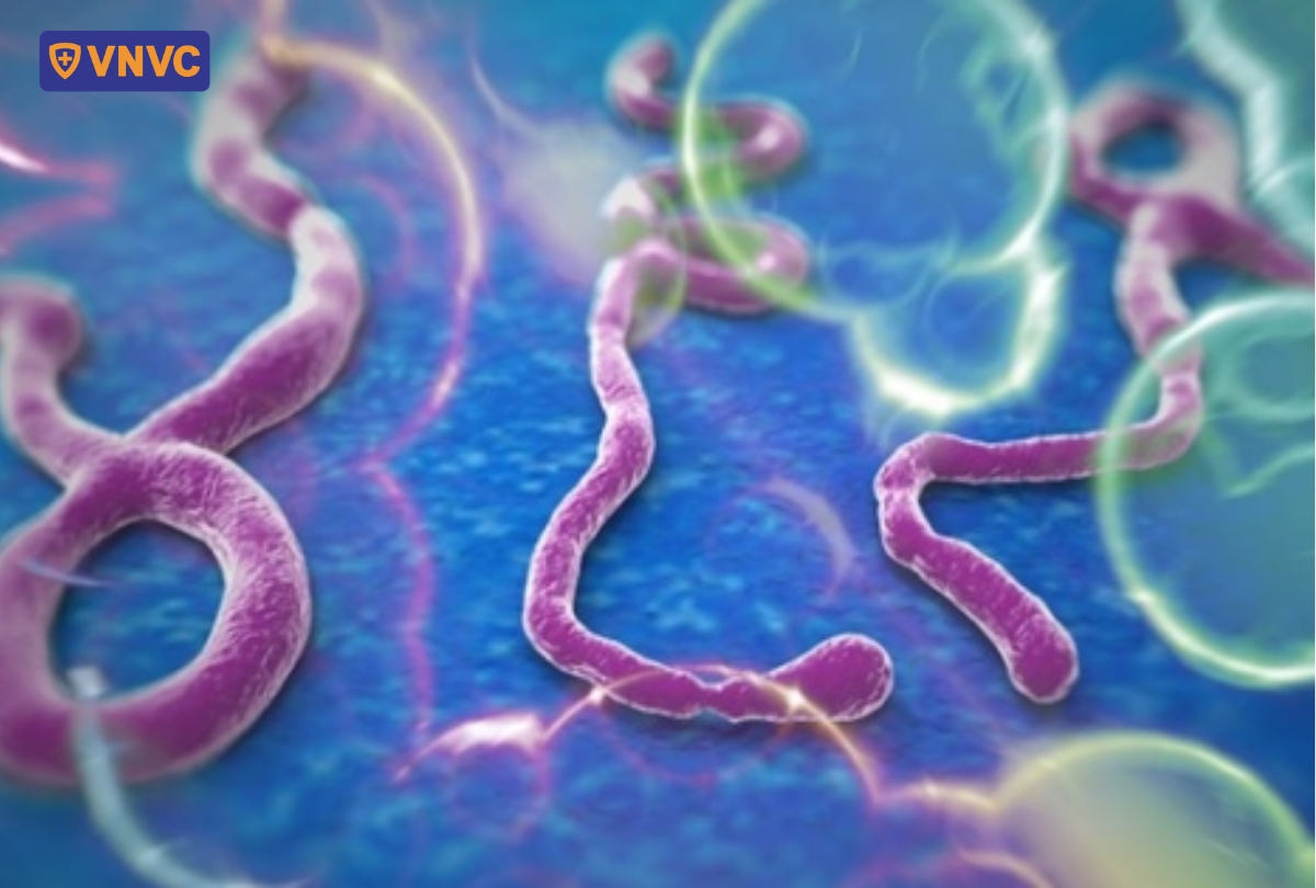 ebolavirus chủng bundibugyo
