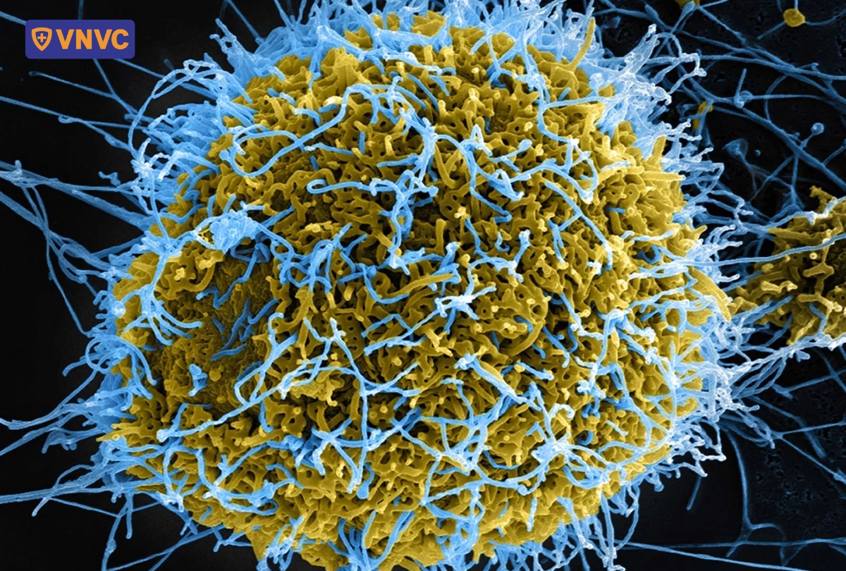 virus rừng tai dưới kính hiển vi