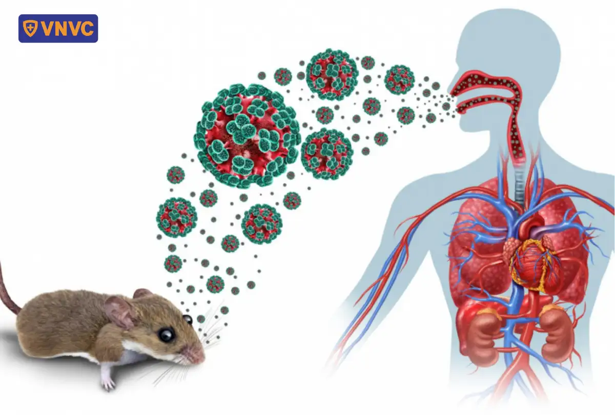 virus truyền từ chuột qua đường hô hấp