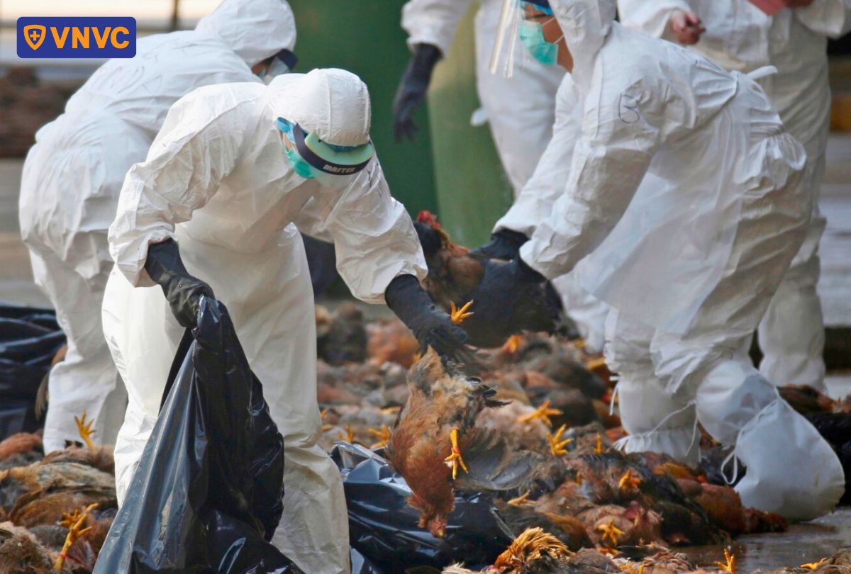 gà bị cúm h5n6