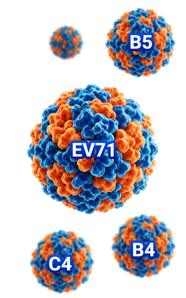 hình ảnh ev71 virus