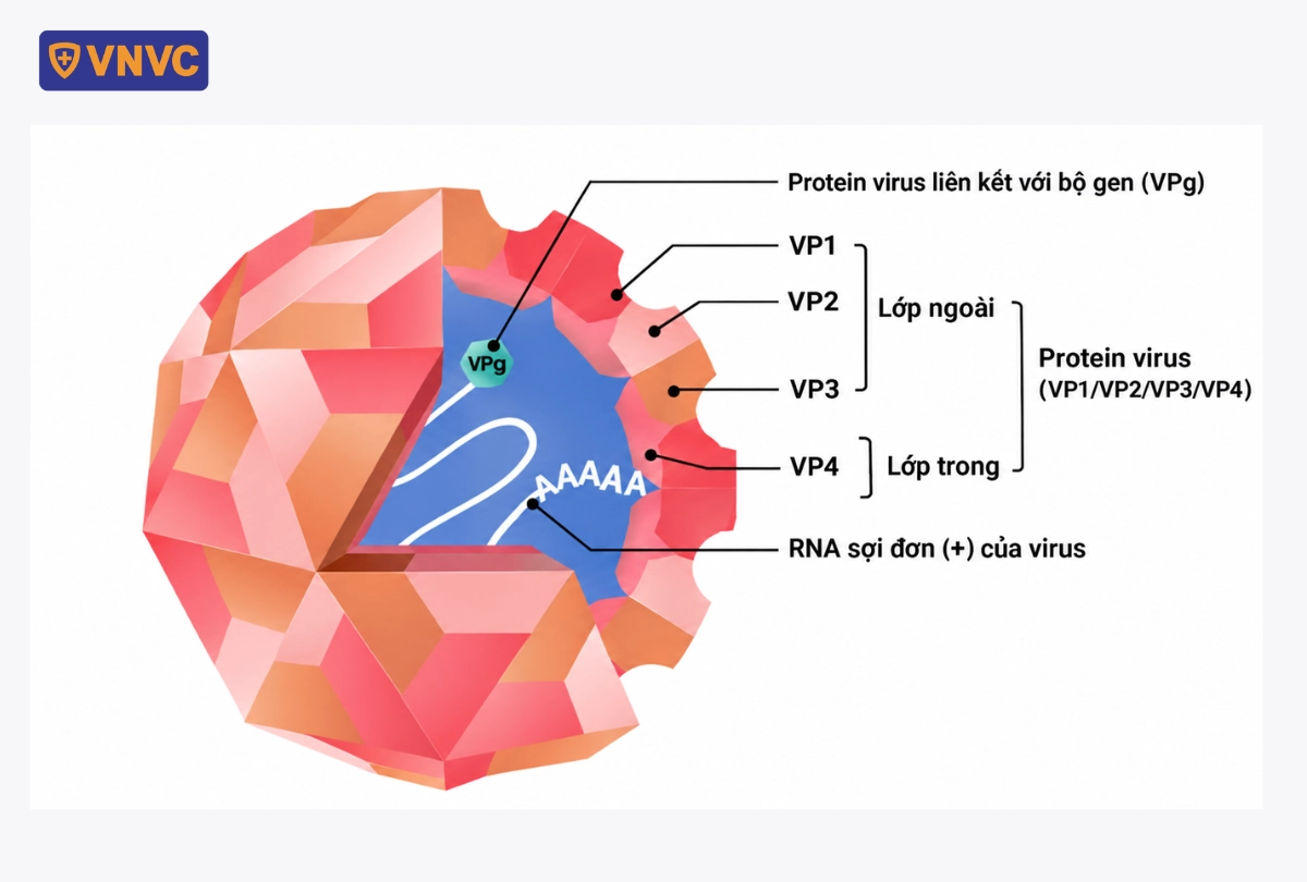 virus ev71 gây tay chân miệng